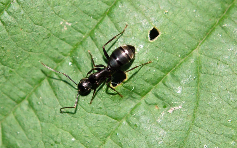 Argentine ant