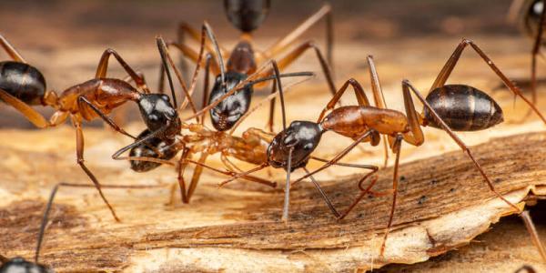carpenter ants on a piece of wood