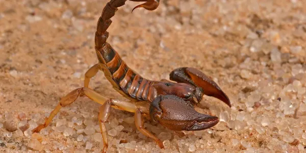 brown scorpion in arizona