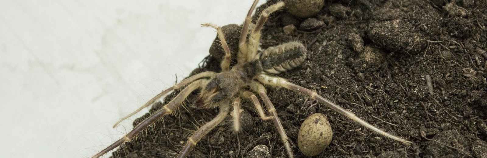 Do Camel Spiders Live in Surprize, AZ? | Greenleaf Pest Control