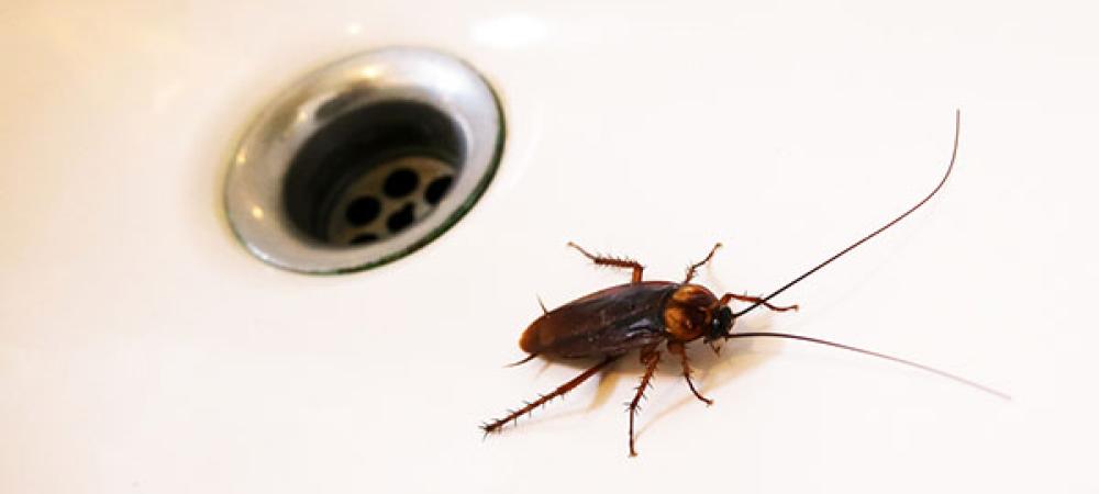 Weed Roaches: What Is A Roach? - Chronic Guru