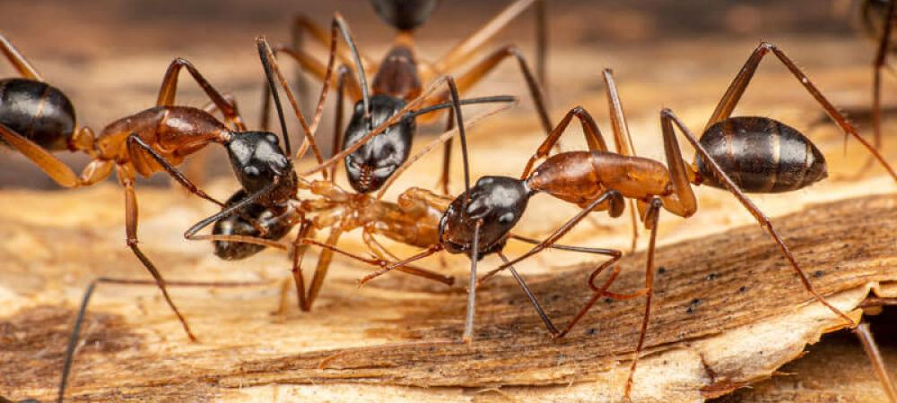 carpenter ants on a piece of wood